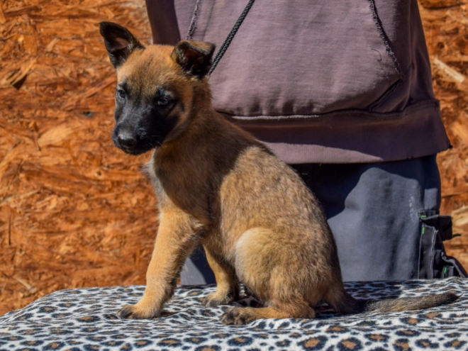 Belgian Malinois puppy for sale