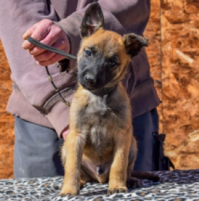 Malinois Welpe zu verkaufen