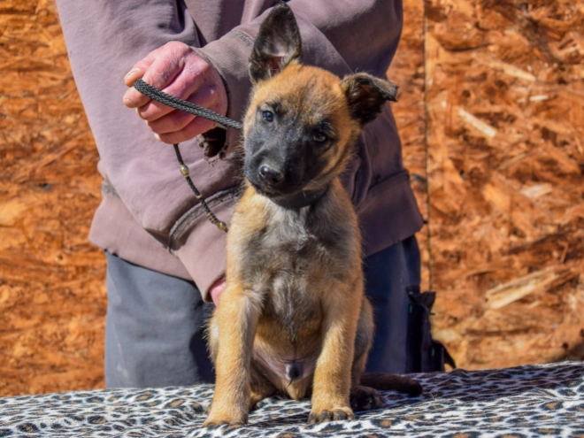Belgian Malinois puppy for sale