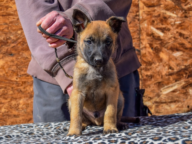 Belgian Malinois puppy for sale