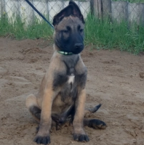 Belgian Malinois puppy for sale