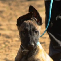 Belgian Malinois puppy for sale