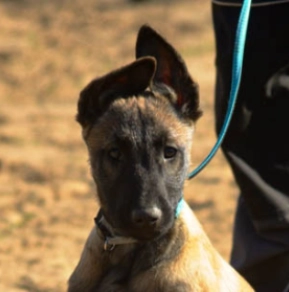 Belgian Malinois puppy for sale