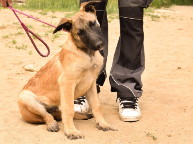 Perros Pastor Belga Malinois en venta