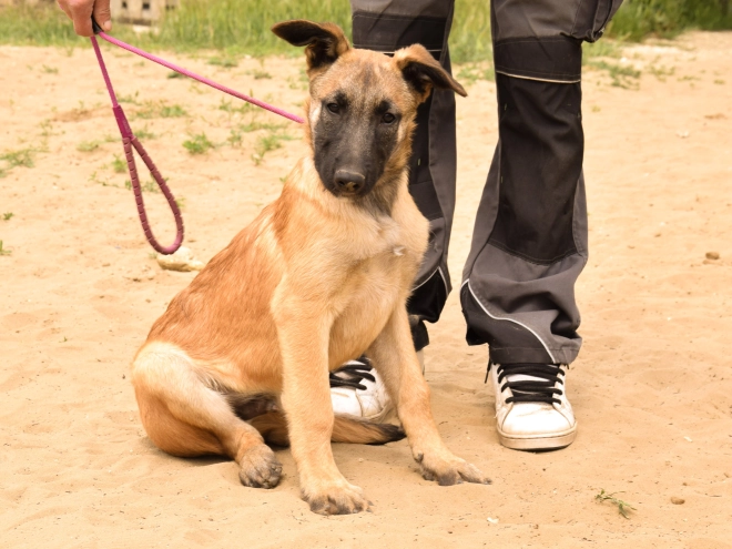 Perros Pastor Belga Malinois en venta
