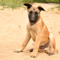 Payne, red Belgian Malinois for sale