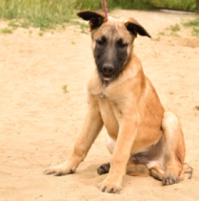 Malinois Welpe kaufen