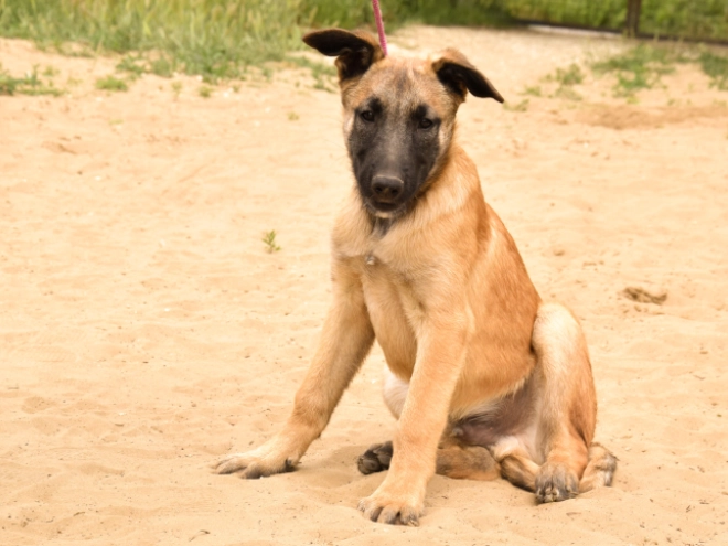 Perros Pastor Belga Malinois en venta