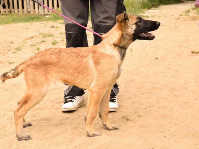 Perros Pastor Belga Malinois en venta