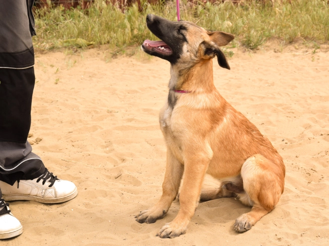 Perros Pastor Belga Malinois en venta