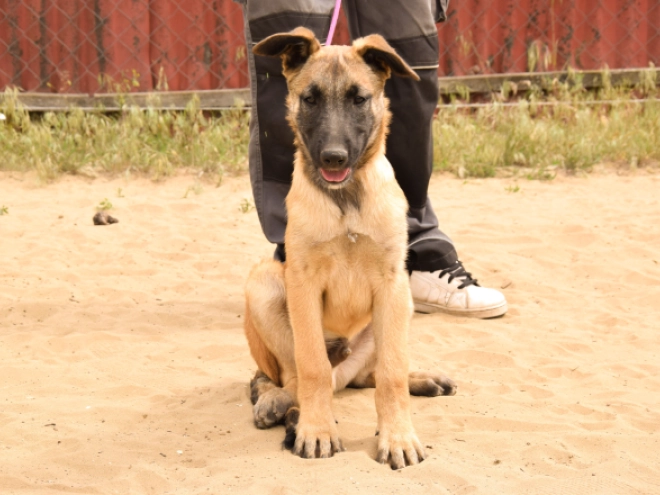 Perros Pastor Belga Malinois en venta