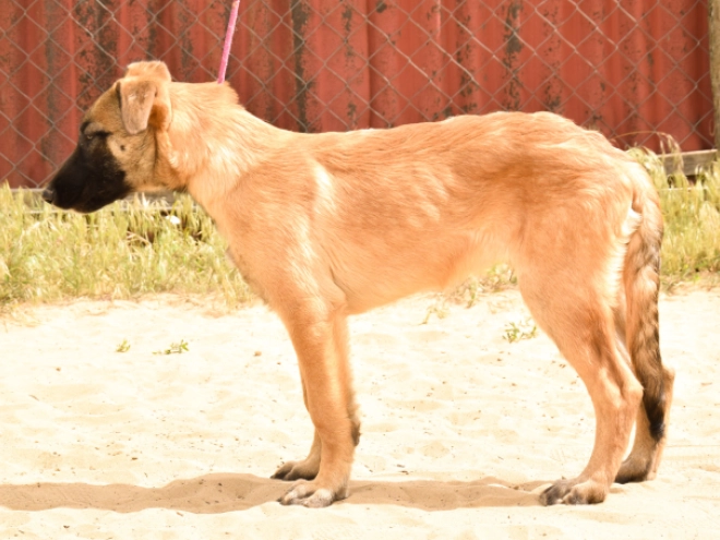 Perros Pastor Belga Malinois en venta