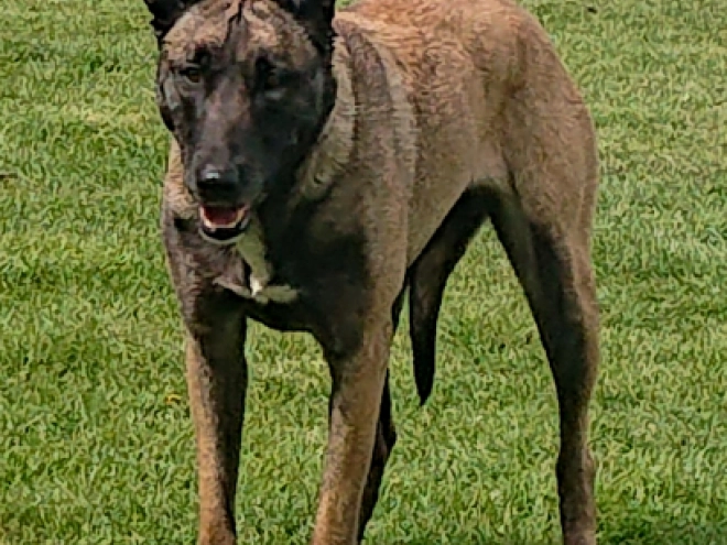 Belgian Malinois puppy for sale