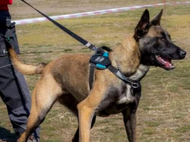 Belgian Malinois puppy for sale