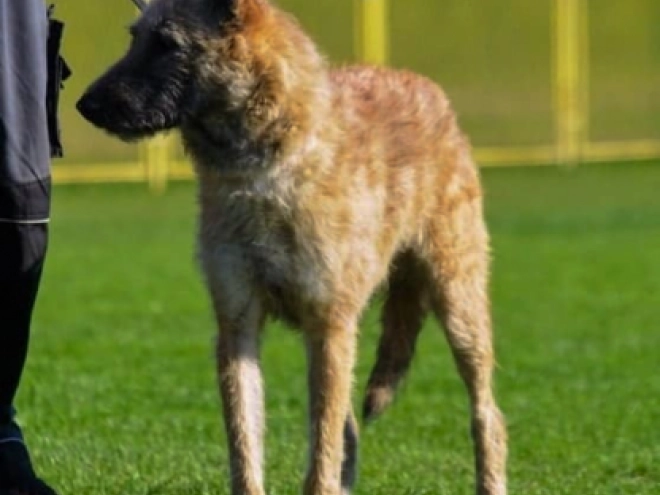 Belgian Malinois puppy for sale