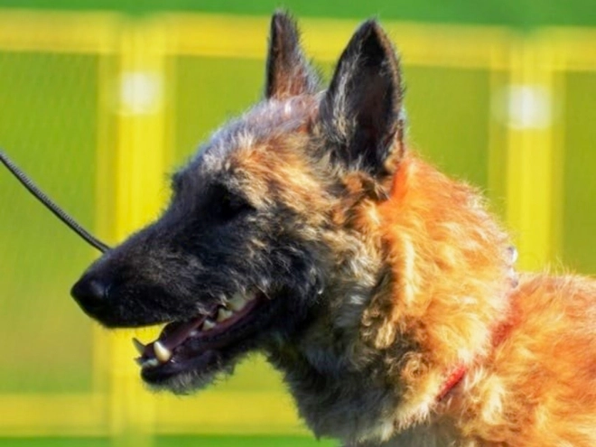 Belgian Malinois puppy for sale