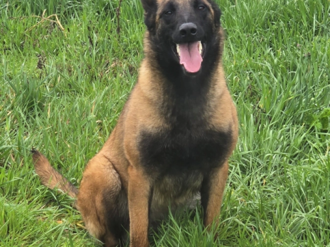 Perros Pastor Belga Malinois en venta