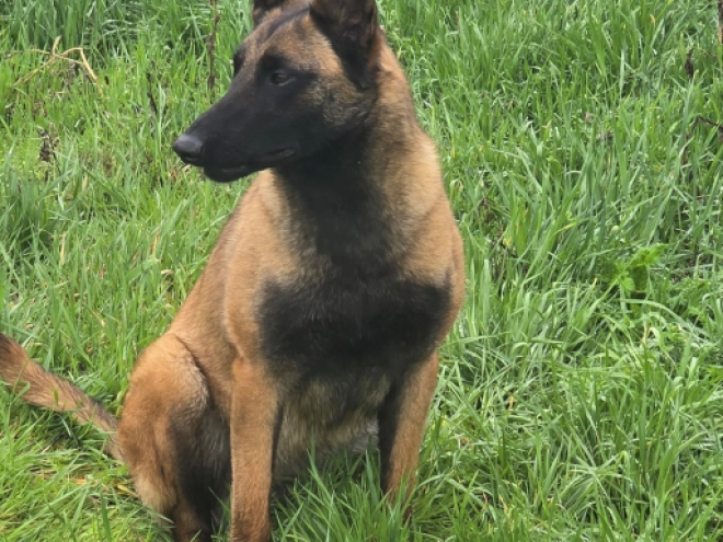 Perros Pastor Belga Malinois en venta