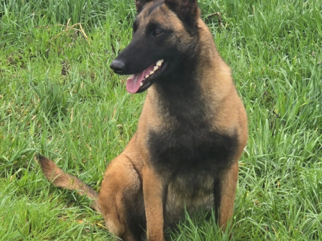 Perros Pastor Belga Malinois en venta