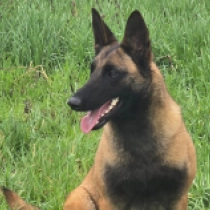Belgian Malinois puppy for sale