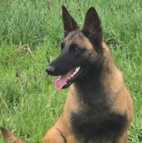 Belgian Malinois puppy for sale
