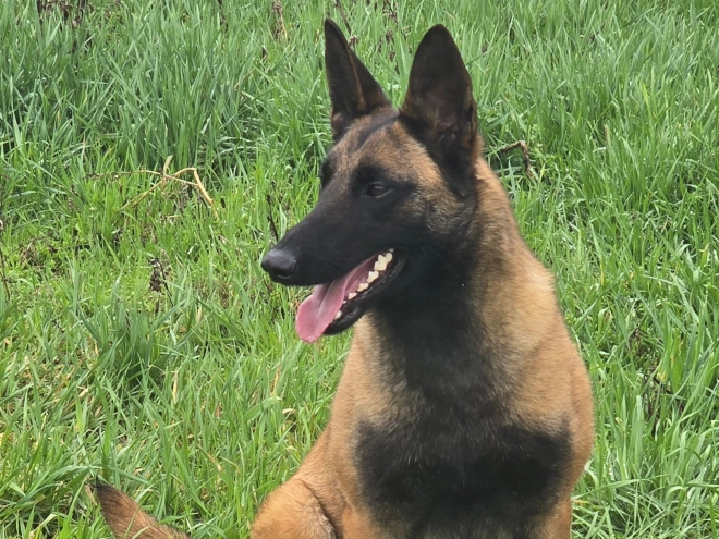 Perros Pastor Belga Malinois en venta