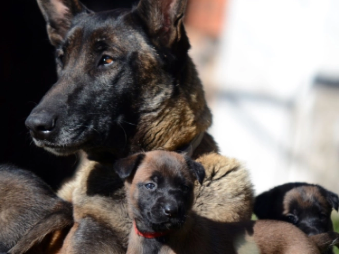 Malinois Welpe kaufen