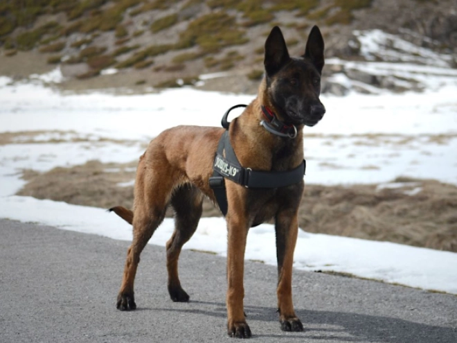 Malinois Welpe kaufen