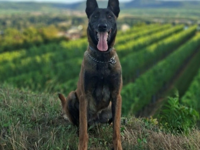 Malinois Welpe kaufen