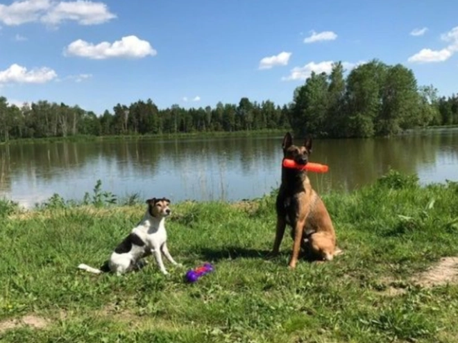 Malinois Welpe kaufen