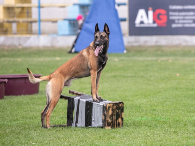 Malinois Welpe kaufen