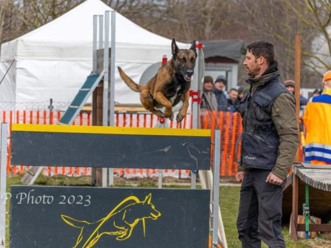 Malinois Welpe kaufen