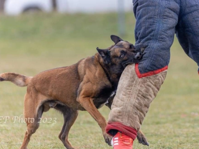 Malinois Welpe kaufen