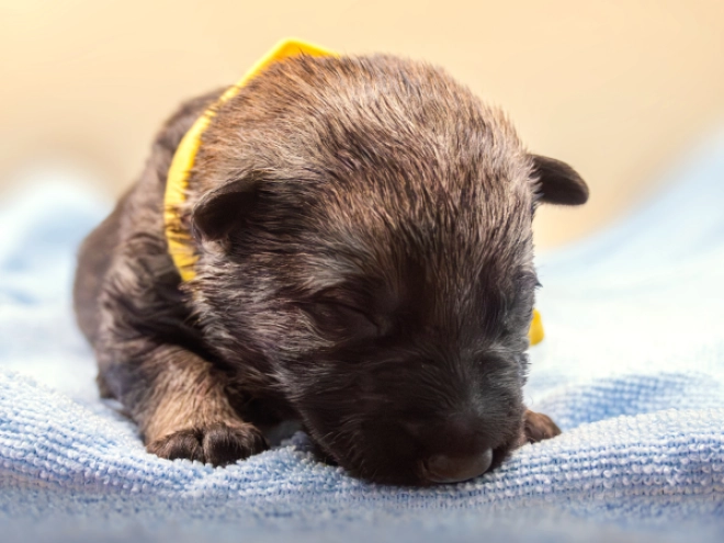 Perros Pastor Belga Malinois en venta