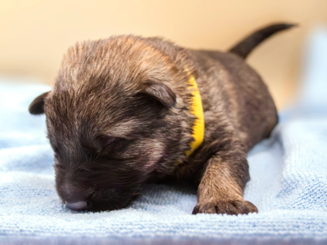 Perros Pastor Belga Malinois en venta