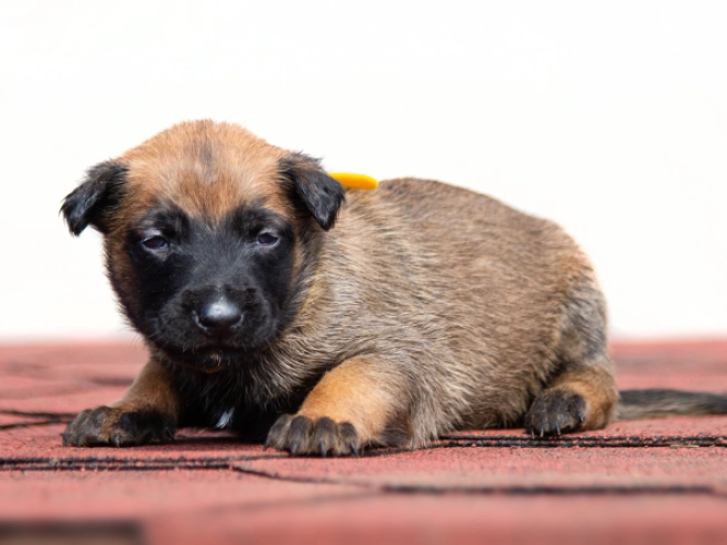 Perros Pastor Belga Malinois en venta