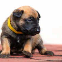 Luna, red Malinois Welpen kaufen