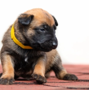 Belgian Malinois puppy for sale