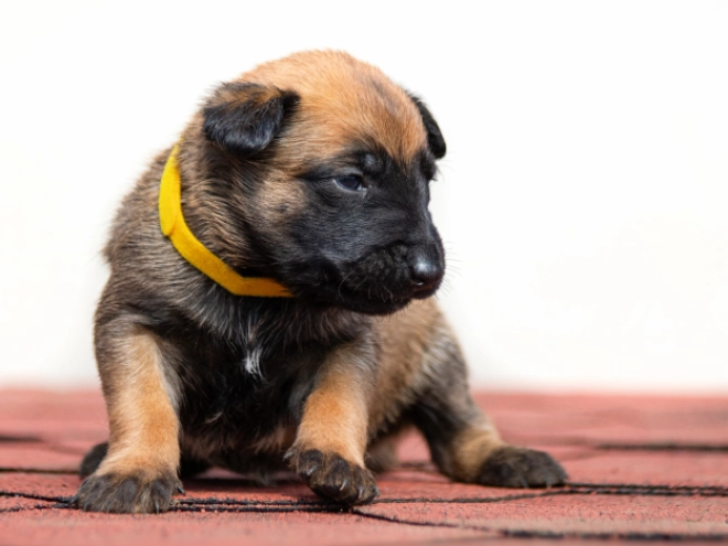 Perros Pastor Belga Malinois en venta