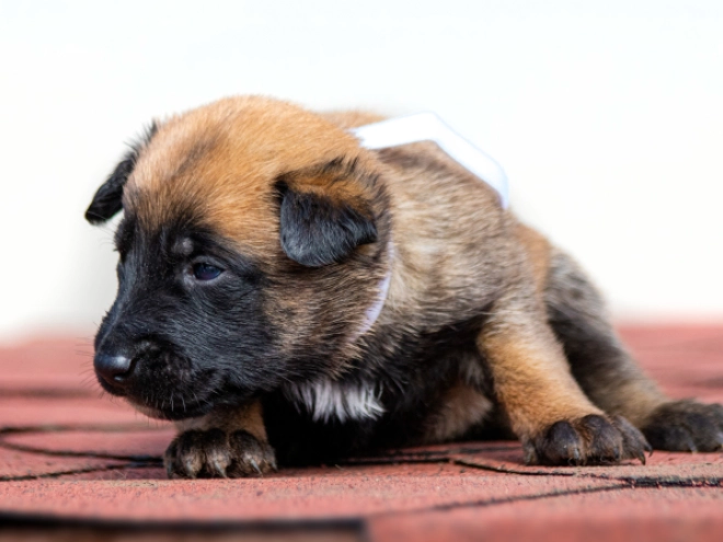 Perros Pastor Belga Malinois en venta