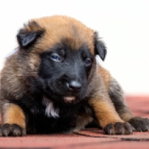 Liberty, red Malinois Welpen kaufen
