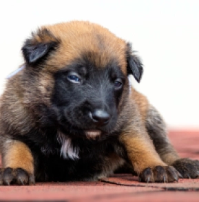 Belgian Malinois puppy for sale