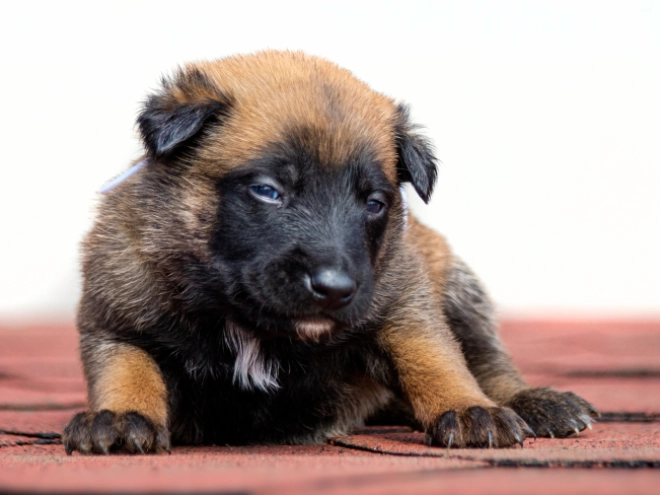Perros Pastor Belga Malinois en venta