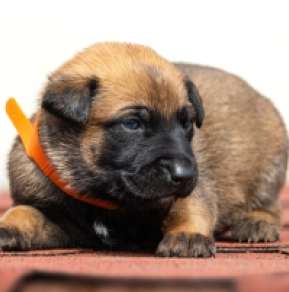 Belgian Malinois puppy for sale