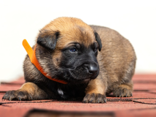Perros Pastor Belga Malinois en venta