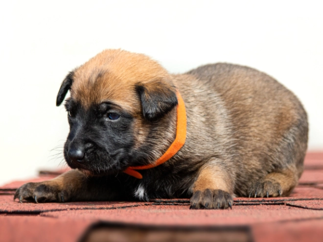 Perros Pastor Belga Malinois en venta