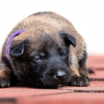 Crimson, red Malinois Welpen kaufen