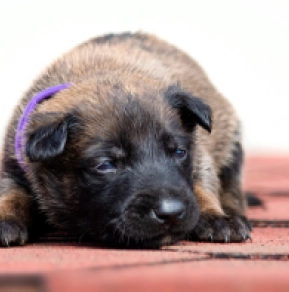Belgian Malinois puppy for sale