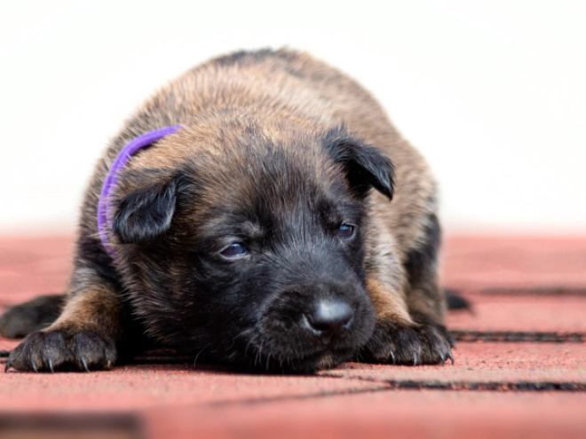 Perros Pastor Belga Malinois en venta