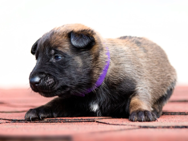 Perros Pastor Belga Malinois en venta